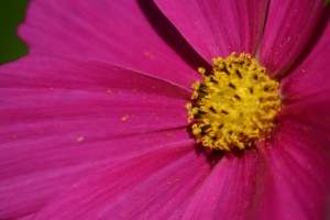 IMG_7985