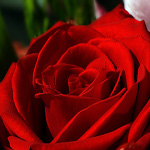 Stop and Smell the Roses